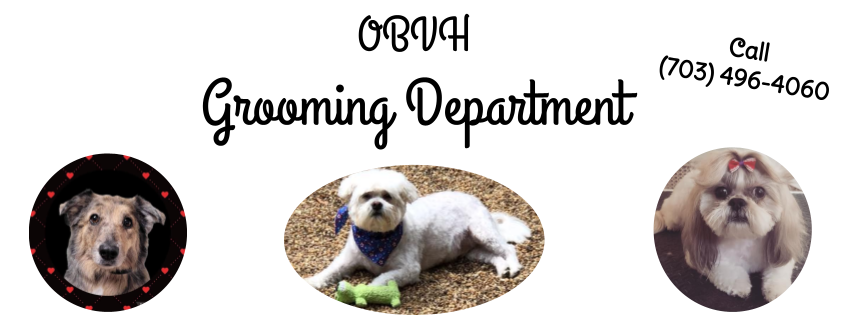 Old bridge pet sales clinic